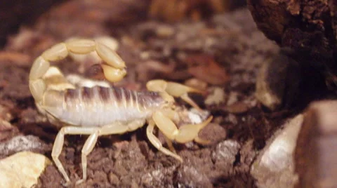 Scorpion (Hadrurus arizonensis) Stock Footage 41831571