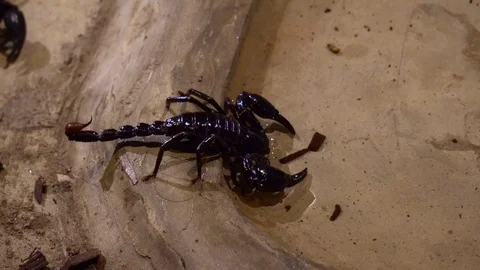 Scorpion (Heterometrus) Stock Footage 80193250