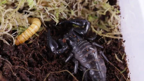 Scorpion on the hunt 库存影片 121323960
