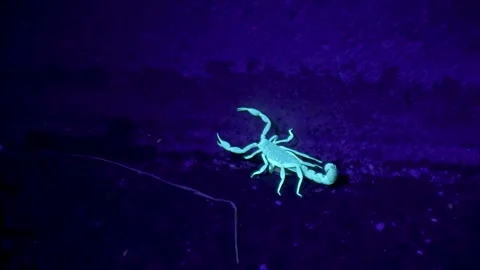 Scorpion Hunts and Captures Multiple Insects Stock-Footage 237420857
