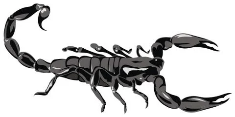 Scorpion Stock Illustration