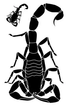 Scorpion Stock Illustration