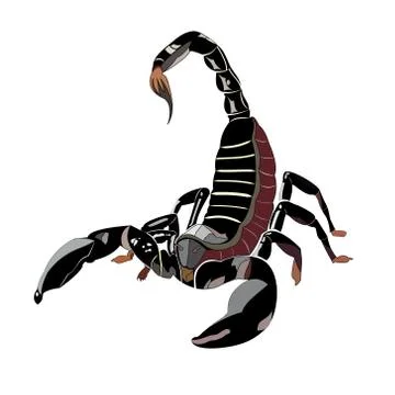 Scorpion Stock Illustration