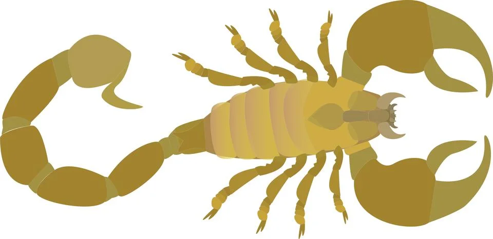 Scorpion Stock Illustration