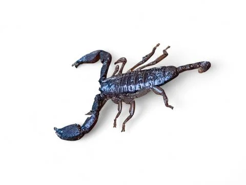 Scorpion isolated on a clean white background, captured from a top view Foto stock