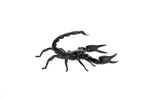 Scorpion isolated Stock Photos