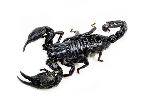 Scorpion isolated on white background with detailed texture Stock-Fotos