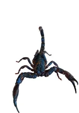 SCORPION ISOLATED WHITE BACKGROUND Stock Photos