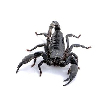 Scorpion isolated on white background Stock Photos