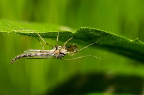 Scorpion lacewing Stock Photos