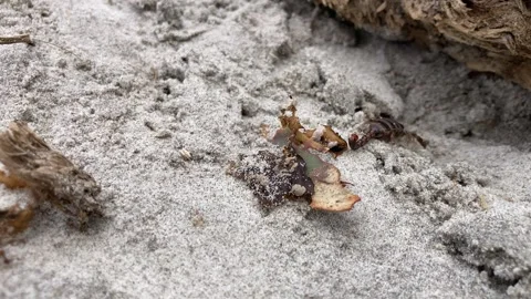 Scorpion looking for prey 動画素材 289994598