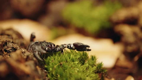 Scorpion Macro in 4K Ultra HD Stock Footage 261222763