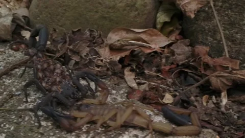 Scorpion mating dance Stock Footage 257783262