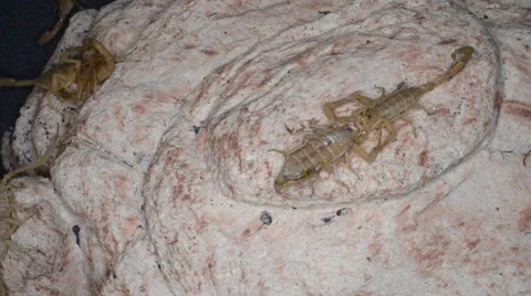 Scorpion mating ritual double date Stock Footage 46834820