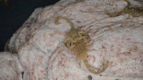 Scorpion Mating Ritual 動画素材 46832522