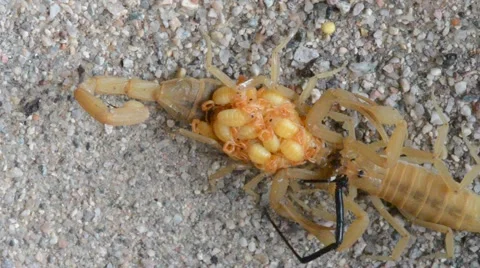 Scorpion mating ritual Stock Footage 56136840