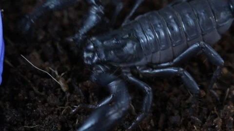 Scorpion metasome macro 库存影片 120924421