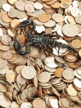 Scorpion with money Stock Photos