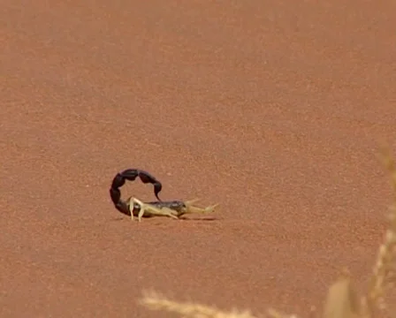 Scorpion in namib desert Stock Footage 36423665