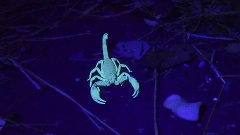 Scorpion at night illuminated by UV light Stock Illustration