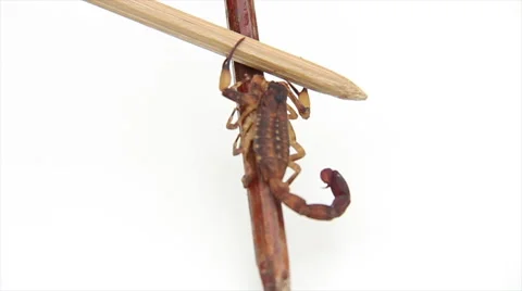 Scorpion observation table fighting Stock Footage 57978809