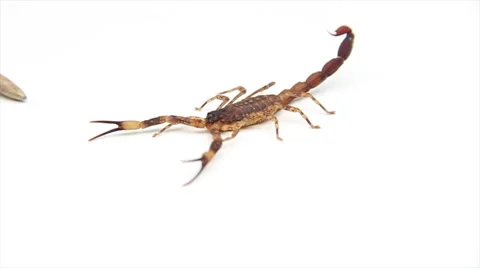 Scorpion observation table  스톡 동영상 57970340