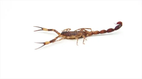 Scorpion observation table  Stock Footage 57970991