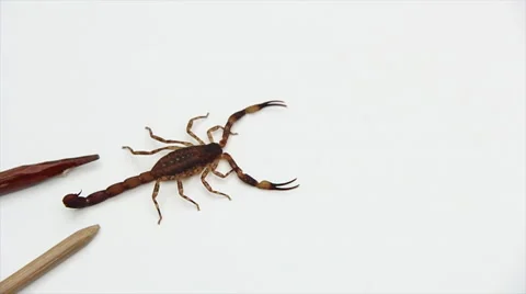 Scorpion observation table  Stock Footage 57978985