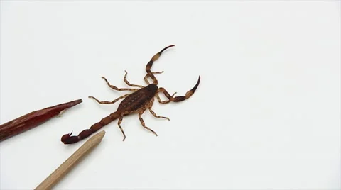 Scorpion observation table  Stock Footage 57981845