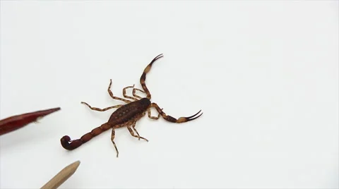 Scorpion observation table Stock Footage 57982016