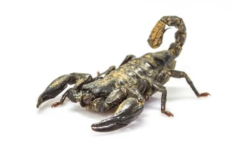 Scorpion ( Pandinus imperator) on white background Stock Photos
