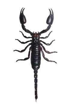 Scorpion Stock Photos