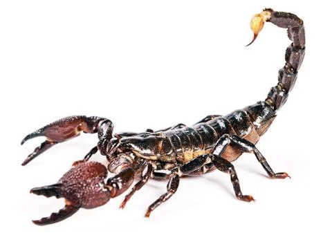 Scorpion Stock Photos