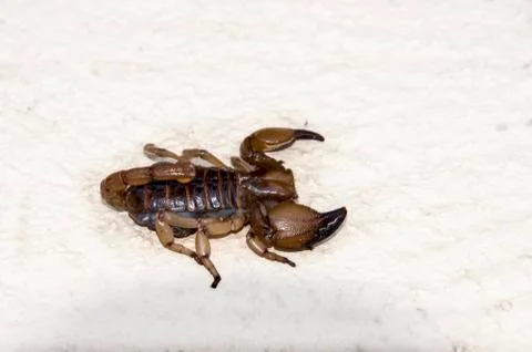 Scorpion Stock Photos