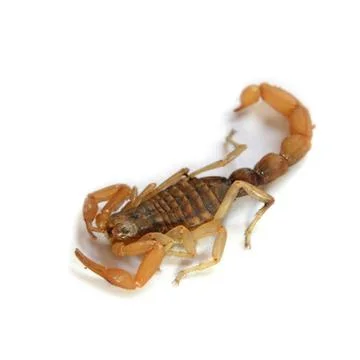 Scorpion Stock Photos