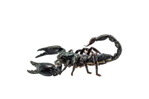 Scorpion Stock Photos