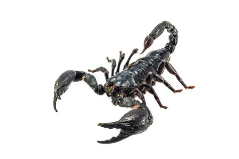 Scorpion Stock Photos