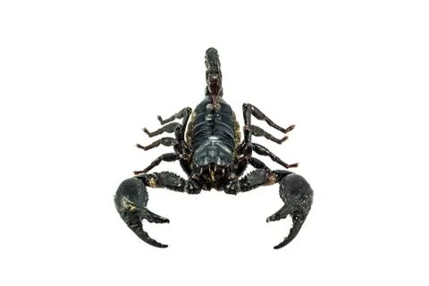 Scorpion Stock Photos