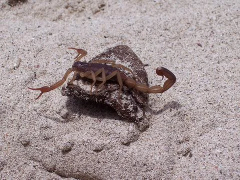 The Scorpion Foto stock