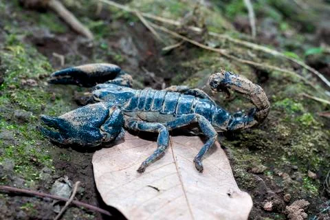 SCORPION Stock Photos