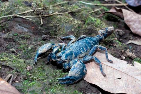 SCORPION Stock Photos