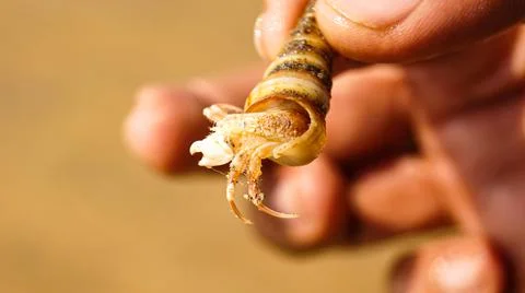 Scorpion Stock Photos