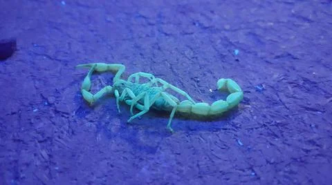 Scorpion Stock Photos