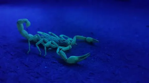 Scorpion Stock Photos
