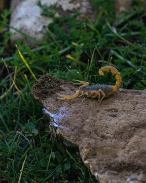 SCORPION Stock Photos