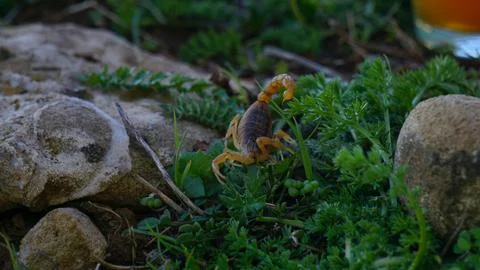 SCORPION Stock Photos