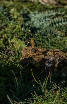 SCORPION Stock Photos