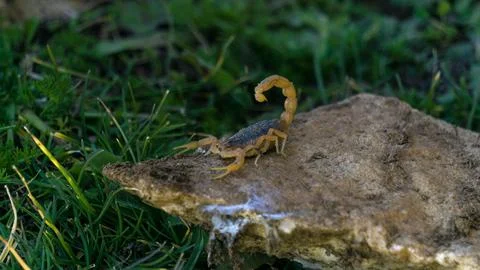 SCORPION Stock Photos