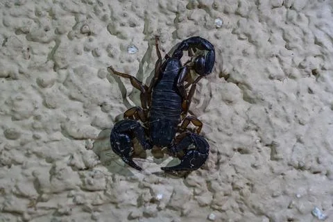 Scorpion 스톡 사진