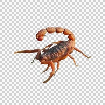 Scorpion Stock Photos